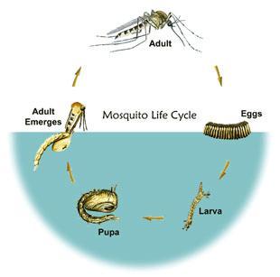 life_cycle[1]